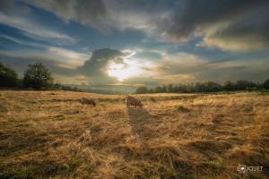 Guillain BOUQUET - GUILLAIN BOUQUET